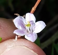 Lycium mascarenense