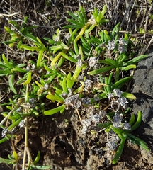 Delosperma napiforme image