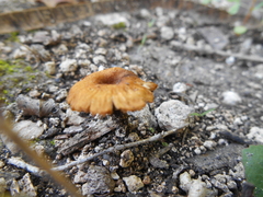 Omphalina pyxidata