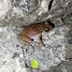 Eleutherodactylus interorbitalis