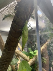 Heteropteryx dilatata
