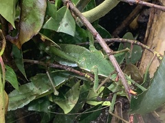 Heteropteryx dilatata