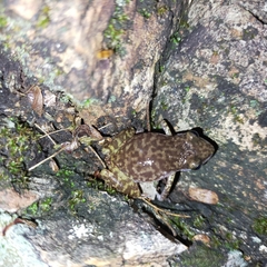 Eleutherodactylus interorbitalis