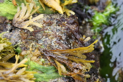 Nemalion elminthoides