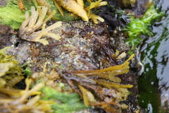 Nemalion elminthoides