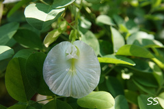 Clitoria ternatea albiflora