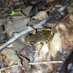 Eleutherodactylus interorbitalis