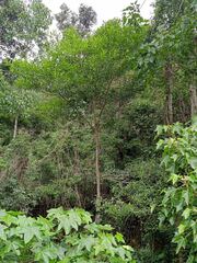 Elaeocarpus angustifolius