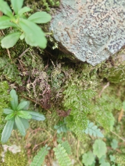 Hymenophyllum punctisorum