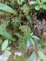 Hymenophyllum punctisorum