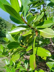 Rhizophora samoensis