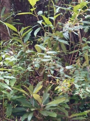 Gaultheria leucocarpa