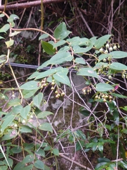 Gaultheria leucocarpa