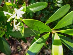 Scaevola montana