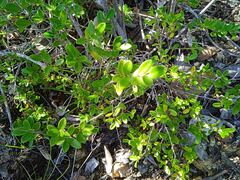 Cyclophyllum tieaense