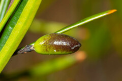 Alyxia tisserantii