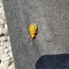 Monocesta coryli
