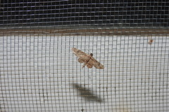 Nacoleia charesalis