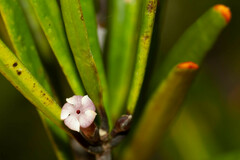 Alyxia tisserantii