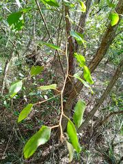Capparis quiniflora