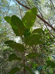 Alstonia balansae