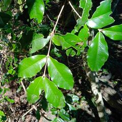 Eugenia gacognei