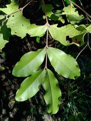 Eugenia gacognei