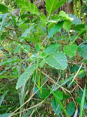 Alstonia balansae