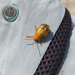 Monocesta coryli