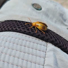 Monocesta coryli