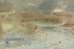 Enteromius trimaculatus