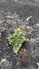 Veronica grandiflora