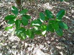 Alstonia balansae