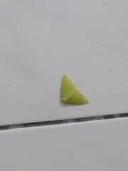 Tanaoctenia haliaria