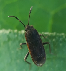 Lanchnophorus