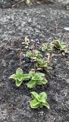 Veronica grandiflora