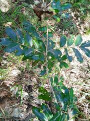 Glochidion billardierei