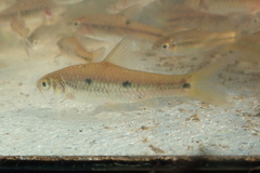 Enteromius trimaculatus