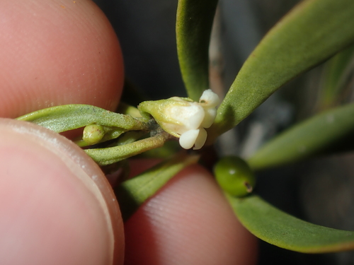 Image of Turkeybush (Eremophila deserti) by (c) Thomas Mesaglio, some rights reserved (CC BY)
