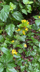 Lysimachia punctata