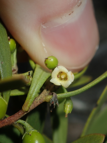 Image of Turkeybush (Eremophila deserti) by (c) Thomas Mesaglio, some rights reserved (CC BY)