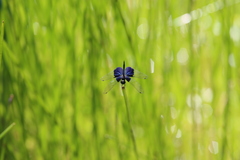 Rhyothemis triangularis