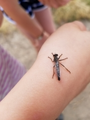 Neomochtherus willistoni