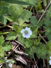 Geranium albiflorum