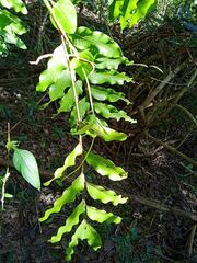 Podonephelium davidsonii