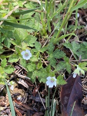 Geranium albiflorum