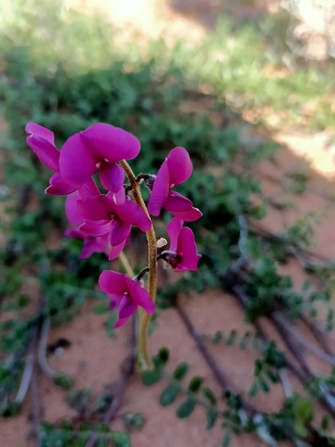 Lilac Darling Pea (Swainsona phacoides) · iNaturalist