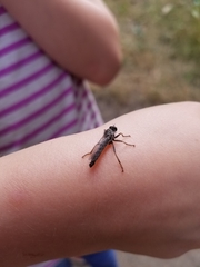 Neomochtherus willistoni