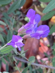 Vicia bungei
