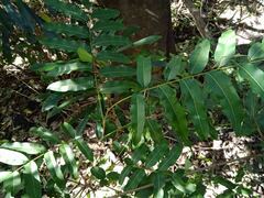 Podonephelium davidsonii